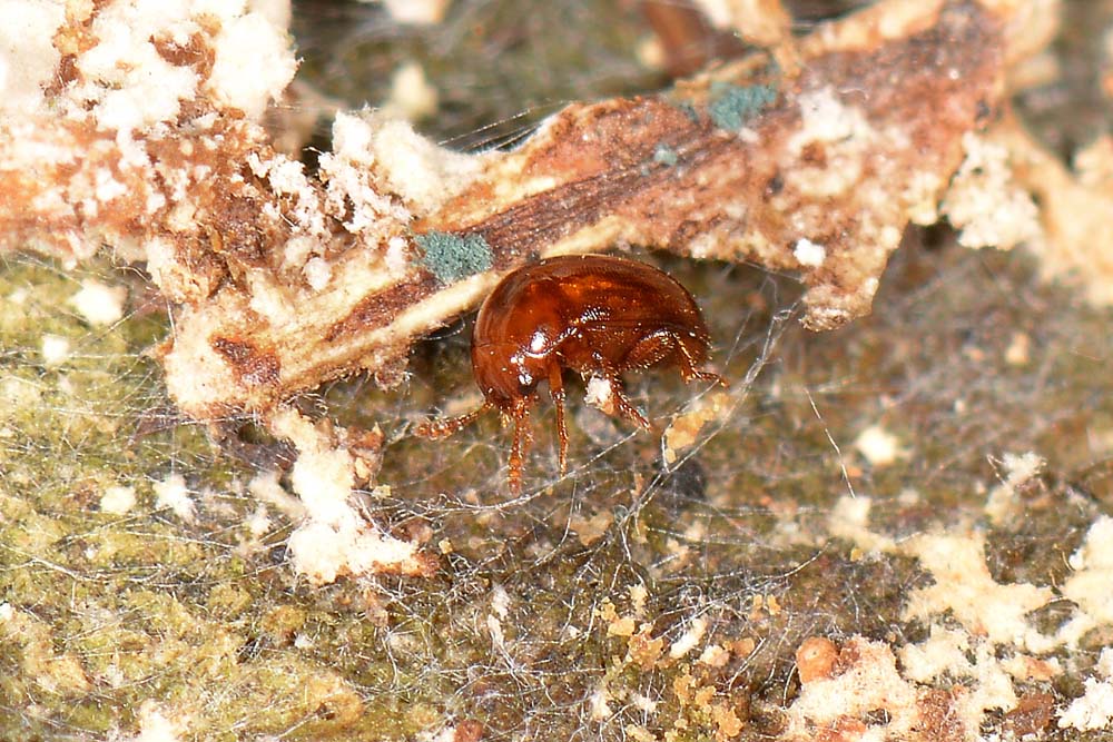Leiodidae: Colenis sp.